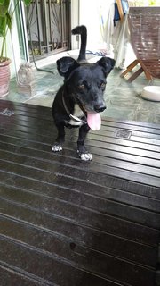 Boy - Mixed Breed Dog