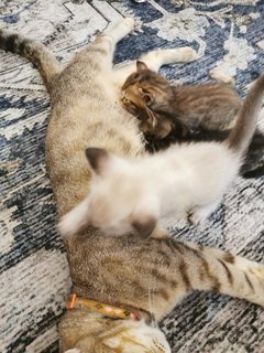 Gemok And Kids - Domestic Short Hair Cat