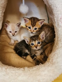 Gemok And Kids - Domestic Short Hair Cat