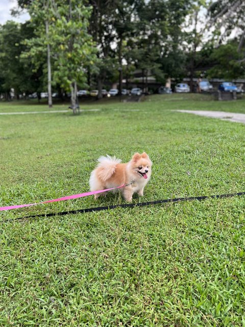 Brandy - Pomeranian Dog