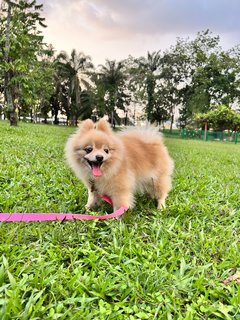 Brandy - Pomeranian Dog