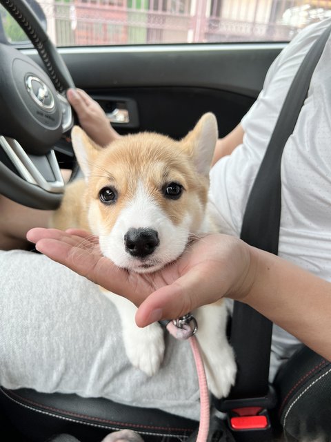 Luna - Corgi Dog