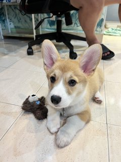 Luna - Corgi Dog