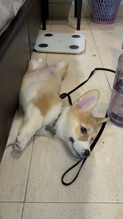 Luna - Corgi Dog