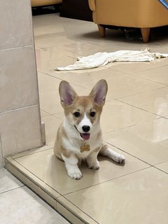 Luna - Corgi Dog