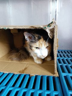 Kitty - Domestic Long Hair Cat