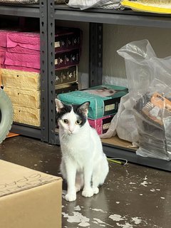 Mini  - Domestic Short Hair Cat