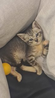 Smol - Tabby Cat