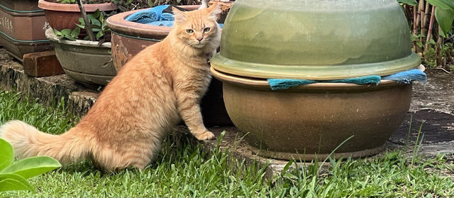 Yalo - Domestic Long Hair Cat