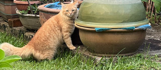 Yalo - Domestic Long Hair Cat