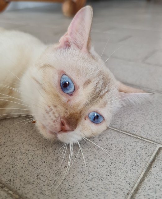 Blue Topaz - Siamese + Tabby Cat