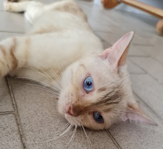 Blue Topaz - Siamese + Tabby Cat