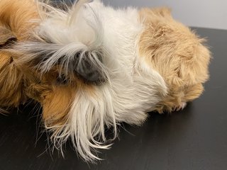 One-year-old Female Guinea Pigs - Guinea Pig Small & Furry