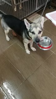 Wolf - Husky + Staffordshire Bull Terrier Dog