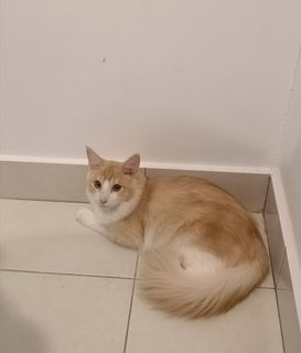 Goatee - Turkish Angora Cat