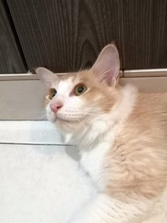 Goatee - Turkish Angora Cat