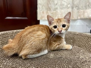 Nacho And Salsa - Domestic Short Hair Cat