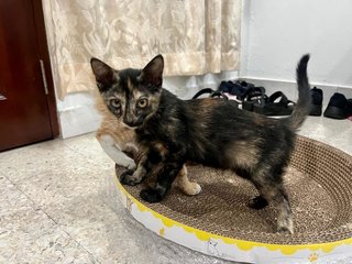 Nacho And Salsa - Domestic Short Hair Cat