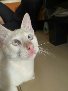 Dungdung, Temtem, Petpet - Domestic Short Hair Cat