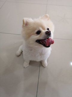 Pongchy - Pomeranian Dog