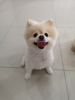 Pongchy - Pomeranian Dog