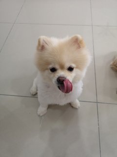 Pongchy - Pomeranian Dog