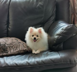 Pongchy - Pomeranian Dog