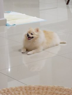 Pongchy - Pomeranian Dog