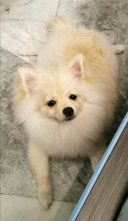 Pongchy - Pomeranian Dog