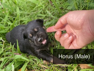 Horus - Mixed Breed Dog