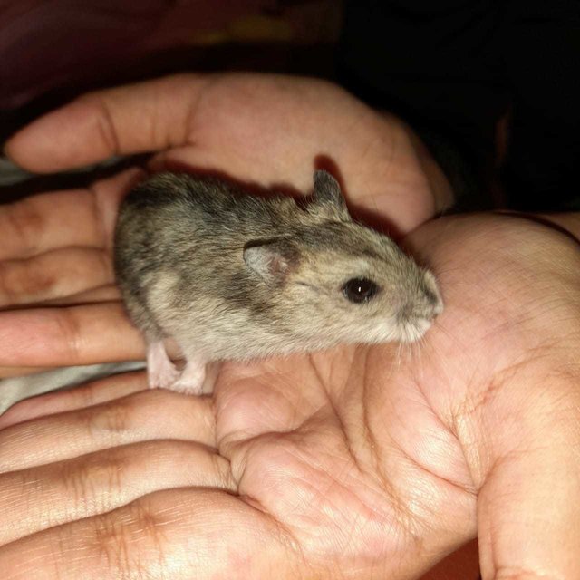 Bibies - Short Dwarf Hamster Hamster