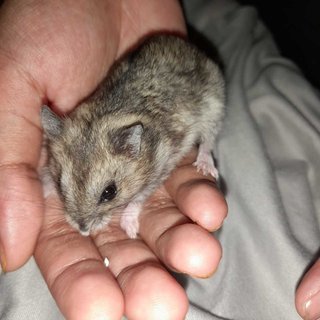 Bibies - Short Dwarf Hamster Hamster