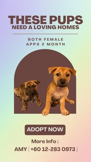 Female - Mixed Breed Dog