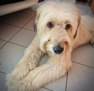 Honey - Wheaten Terrier Dog