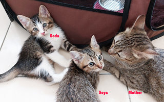 Soda &amp; Soya - Tabby + Domestic Short Hair Cat