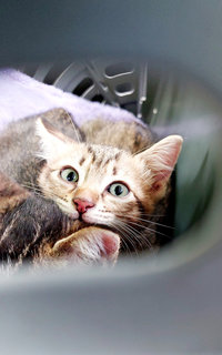 Soda &amp; Soya - Tabby + Domestic Short Hair Cat