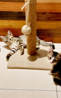 Soda &amp; Soya - Tabby + Domestic Short Hair Cat