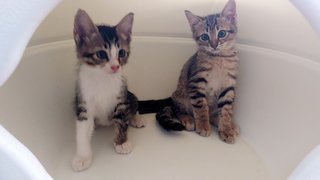 Soda &amp; Soya - Tabby + Domestic Short Hair Cat