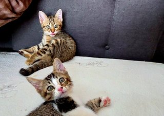 Soda &amp; Soya - Tabby + Domestic Short Hair Cat