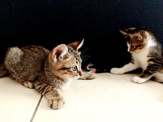 Soda &amp; Soya - Tabby + Domestic Short Hair Cat