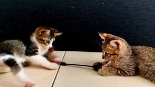 Soda &amp; Soya - Tabby + Domestic Short Hair Cat