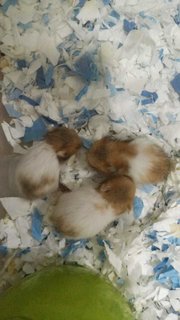 Syrians For Adoption - Syrian / Golden Hamster Hamster