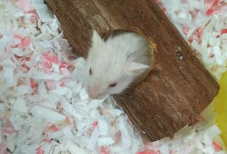 Syrians For Adoption - Syrian / Golden Hamster Hamster