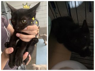 Little Blackie - Domestic Medium Hair + Bobtail Cat