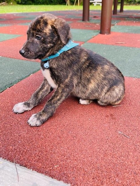 Naysa - Dutch Shepherd Mix Dog