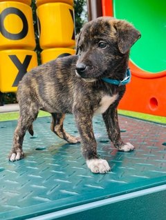 Naysa - Dutch Shepherd Mix Dog