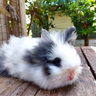 Blue Eye - Angora Rabbit + Lionhead Rabbit