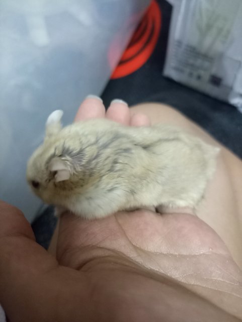 Happy - Short Dwarf Hamster Hamster