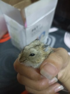 Happy - Short Dwarf Hamster Hamster