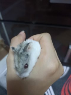 Happy - Short Dwarf Hamster Hamster